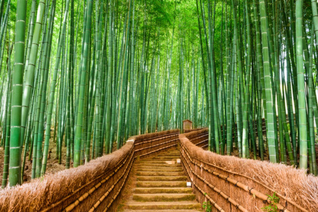 Bambu
