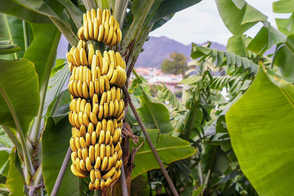 Bananeira