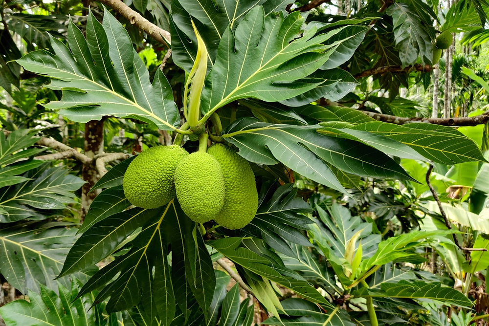 Fruta-Pão