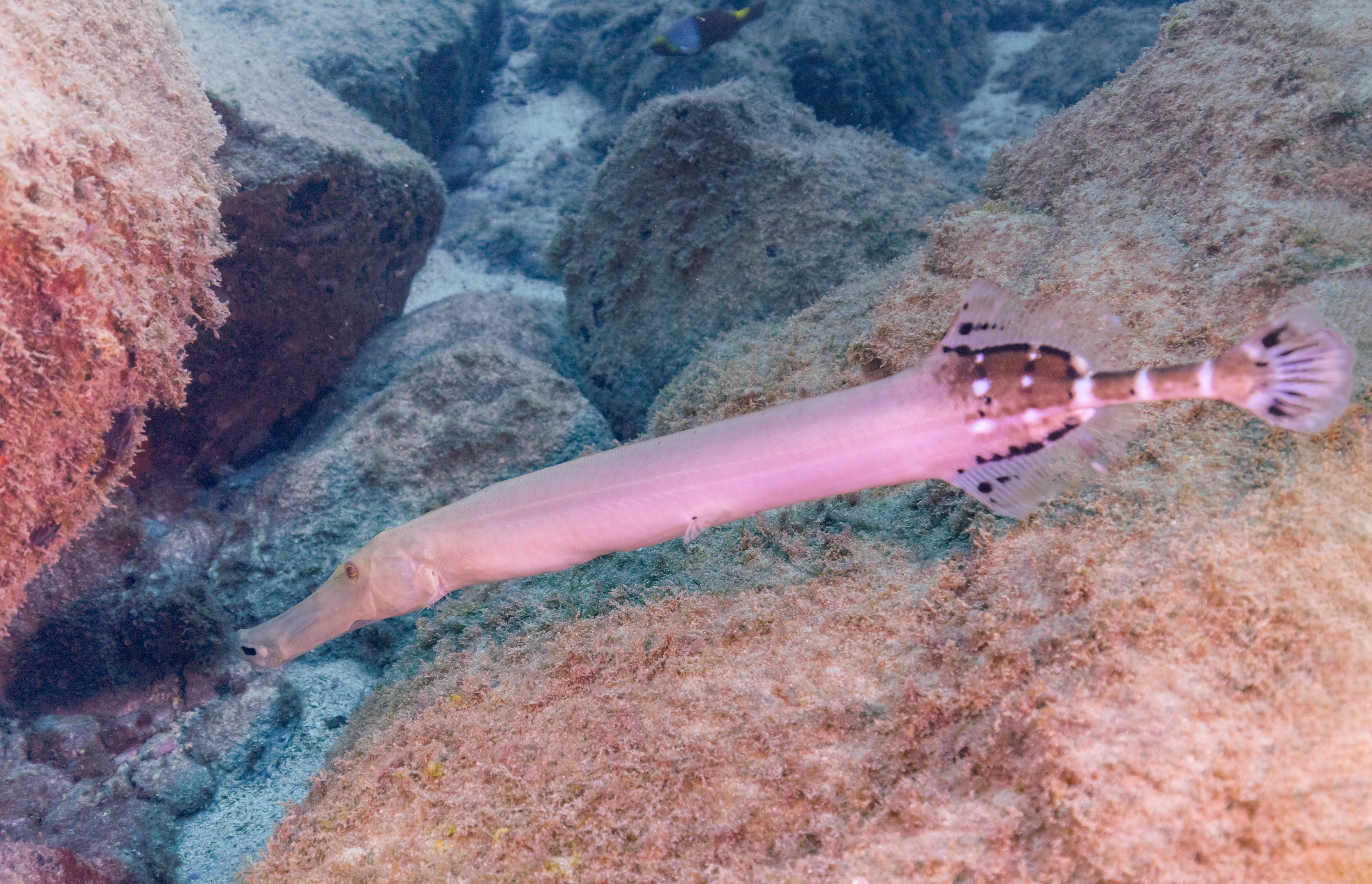 Peixe-Trombeta