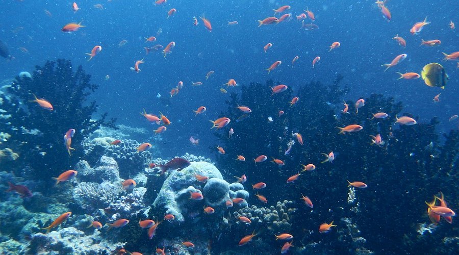 banana-reef