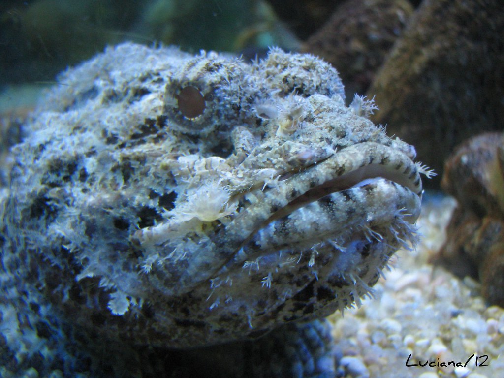 Peixe Pedra